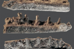 MI-Dentary-9