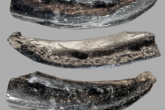 MI-Mandible-2