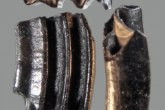 MI-Microtus-sp.-tooth