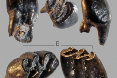 MI-Sigmodon-sp.-A-B