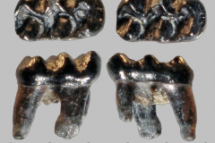 MI-Sigmodon-sp