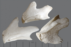 MI-barnacle-tergums
