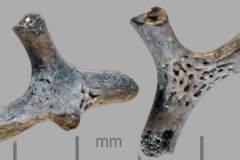 MI-bryozoan