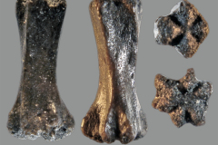 MI-caudal-vert-1