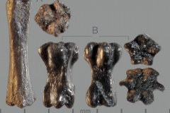 MI-caudal-vert-5-6