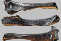 MI-lHumerus