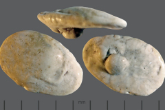 MI-otolith-1
