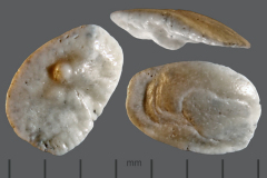 MI-otolith-2