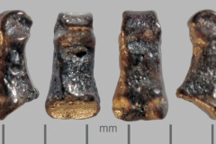 MI-phalange-7