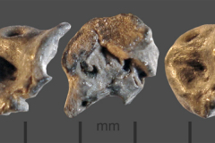 MI-unkn-bone-8