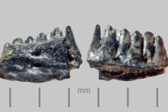 MI2-Anole-partial-jawbone-with-teeth