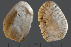 MI2-Otolith-6