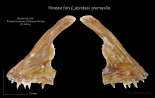 1_Wrasse-fish-Labridae-premaxilla