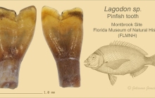 Lagodon-sp.-Pinfish-tooth