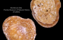 MB-Discinisca-sp.-Inarticulate-Brachiopod-Valve