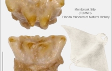 MB-Mobula-hypostoma