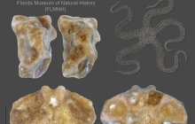 MB-Ophiuroid-vertebral-ossicle