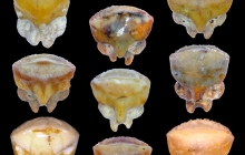 MB-Rhynchobatus-nine-teeth