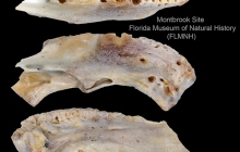 MB-VT-Fish-dentary-bone