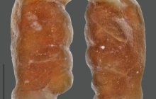 MB-colourful-coprolite
