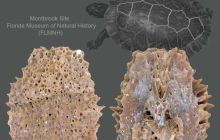 MB-turtle-neural-bone