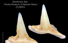 MB-very-tiny-shark-tooth