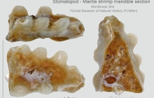 Mantis-shrimp
