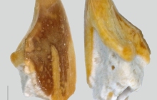 Triggerfish-tooth