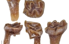 cricetid-tooth