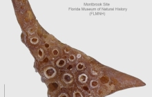 partial-wrasse-tooth-plate