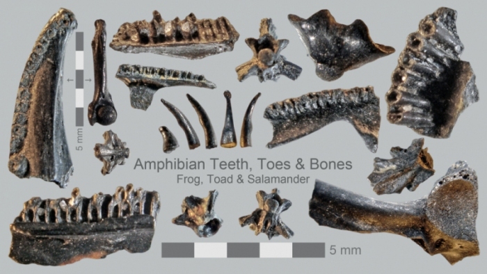 Merritt-Island-Amphibian-fossils