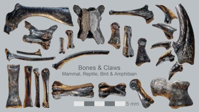 Merritt-Island-Claws-and-Bones