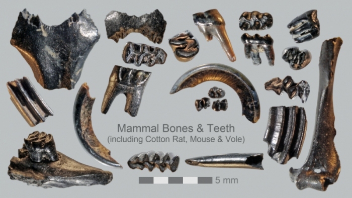 Merritt-Island-Mammal-fossils