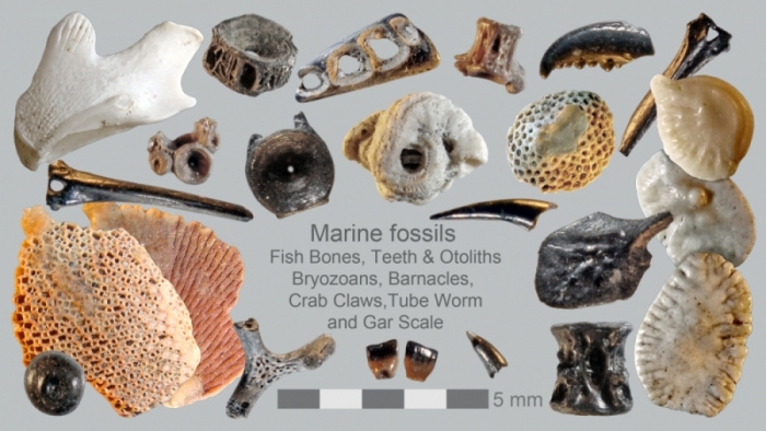 Merritt-Island-Marine-fossils
