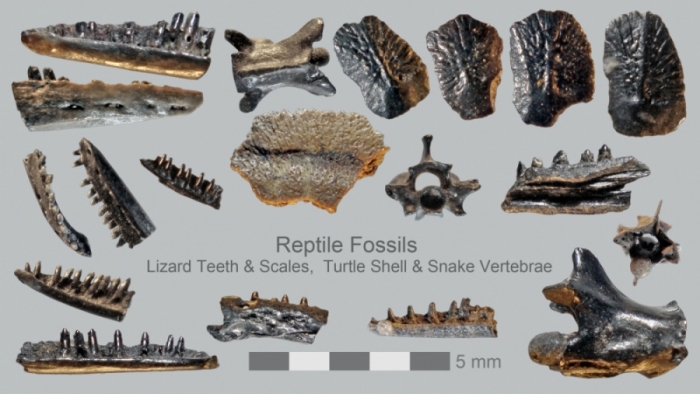 Merritt-Island-Reptile-fossils