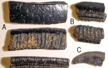 Rayplates