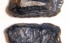 dermal-denticle