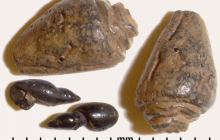 gastropod-stienkerns