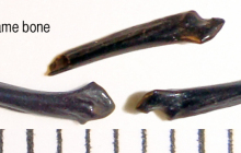 long-bone