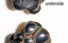 Pharyngeal teeth
