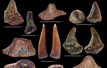 POC-Enchodus-sp.-collection