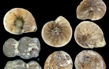 POC-Microfossils-including-foraminifera