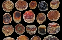 POC-Paralbula-casei-teeth