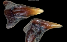 POC-Sawfish-Rostral-spine