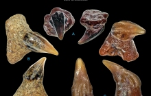 POC-Sawfish-Rostral-spines-3