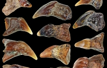 POC-Sawfish-Rostral-spines-collection