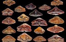 POC-Sawfish-oral-tooth-collection-1