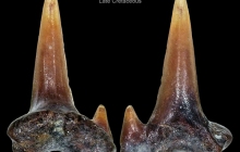POC-Shark-tooth-G
