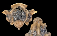 POC-Snake-vertebra