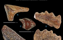 POC-Various-Bones-1